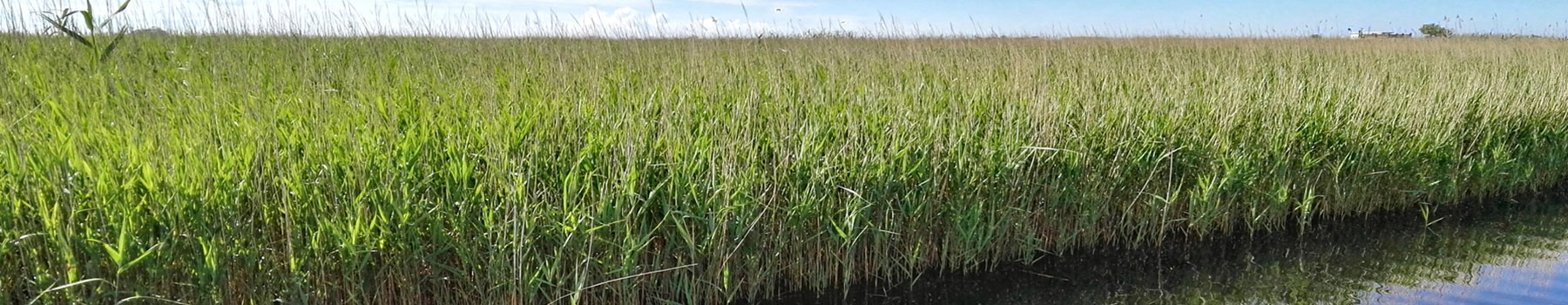 Les oiseaux et le riz, sentier dans le Parc Naturel du Delta de l’Èbre